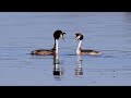 カンムリカイツブリの求愛ダンス（Courtship dance of Great crested grebe）