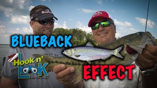 Blueback Effect on Lake Lanier's Spotted Bass  Full Episode