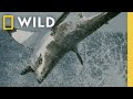 Shark Behavior and Predation Quiz