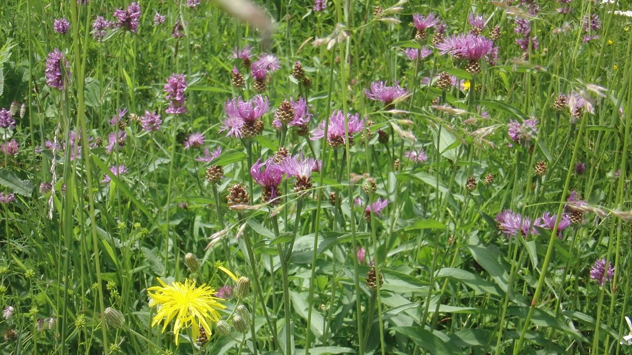 New Blumen fuer Karina
