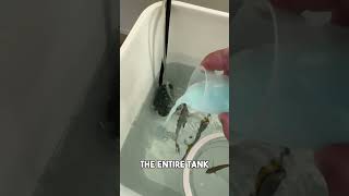 Quarantine and treating tangs for parasites