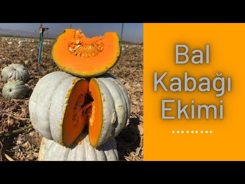 Balkabağı nasıl ekilir? Sakarya balkabağı. tarım