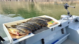 Columbia River Walleye Fishing Non-Stop Action