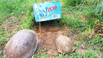 Simple Trap Turtle But It Is Super Trong  For Catch Turtles Using  Box Cover