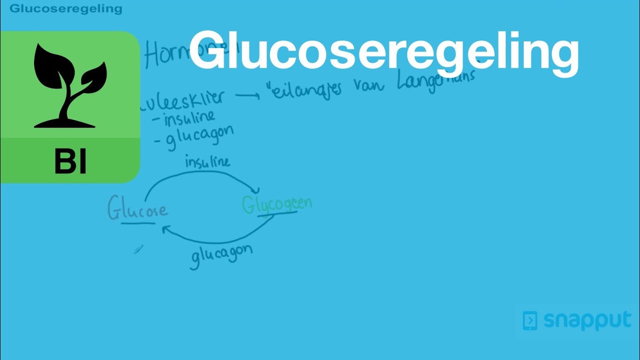 Biologie - Glucoseregeling - YouTube