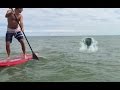 Paddleboarders capture real mermaid footage
