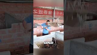 Kirpiklerin Dikenleri Böyle Toplanıyor