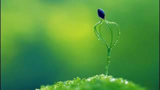 PIANO MUSIC - 早上最適合聽的輕音樂 - 美妙的音樂 - 純鋼琴輕音樂 - 轻松的钢琴音乐 - 放鬆音樂 ★ 453