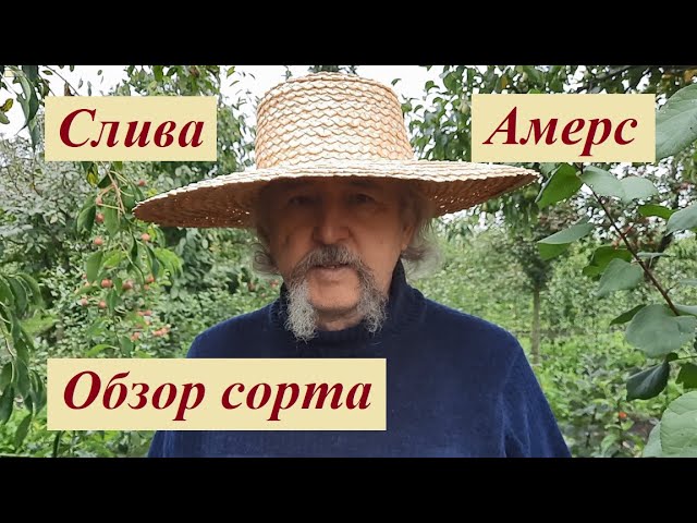 Слива Блэк Сплендор Купить Саженцы
