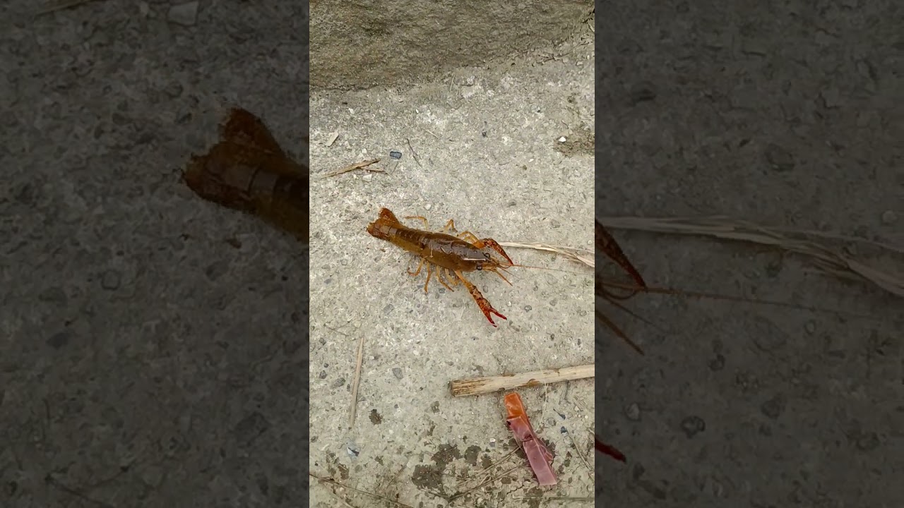 無限に釣れるザリガニ - YouTube