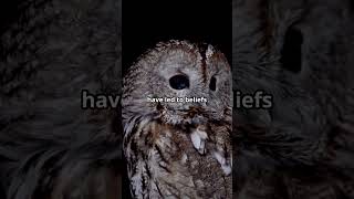 The Mystical Owls of Native American Lore