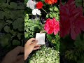 Pest control in summer flower pots in Greenhouse Germany🇩🇪