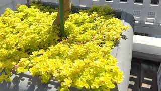 Makinoi Ogon Sedum Update