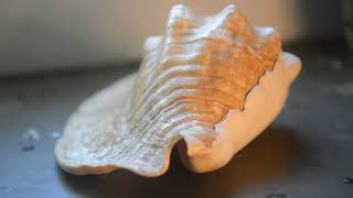 Sea shell/Concha Strombus goliath
