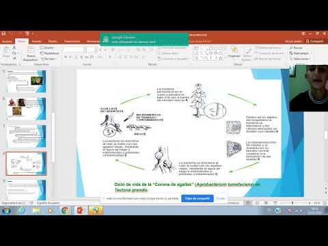 Video: Genoom- En Proteoomanalyse Van 7-7-1, Een Flagellotrope Faag Die Agrobacterium Sp H13-3 Infecteert