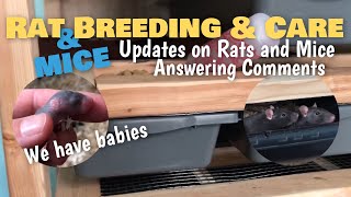 Rat & Mice Breeding and Care | We have Babies | Updates on Rats and Mice | Addressing Comments