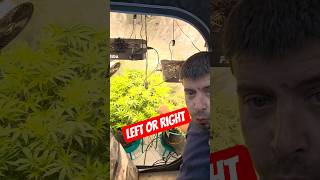 which should go to the 5x5? #growtent #mobuds314