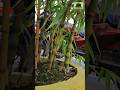 lucky bamboo which  can be grown in a pot with soil easily #biofencing #bamboo #luckybambooplant