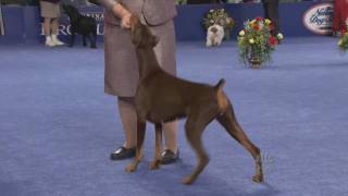 Doberman in Best in Show