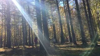 Bodikhuu - Alone In The Woods