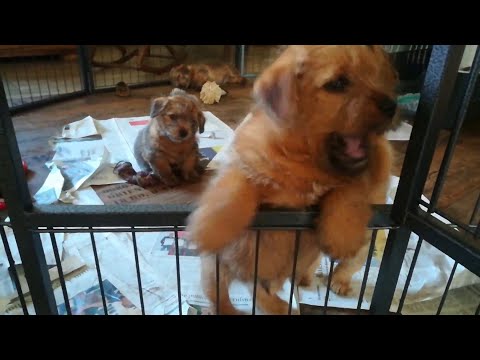 Video: Miniatur Bull Terrier