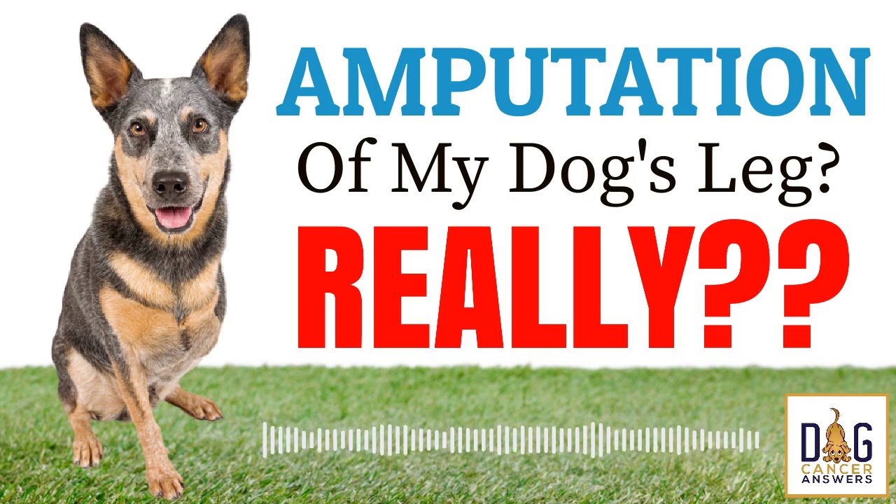 Amputation of Dog Leg? Really?? │ Dr. Demian Dressler Q&A