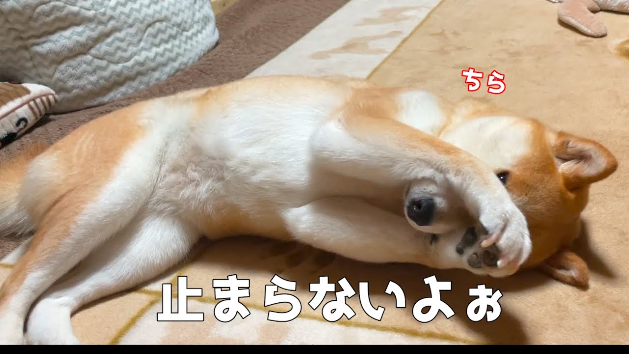 くしゃみが止まらない柴犬 - YouTube