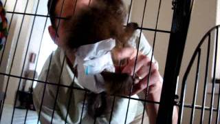 baby monkey nala sees her daddy