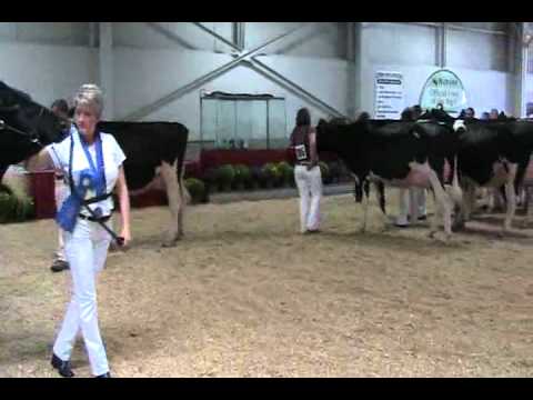 2011 Northeast Fall National - Sr. 2-year-old