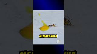 FAKTA UNIK TENTANG SEMUT #semut #ants #binatang #semutmerah #animals #semutkecil