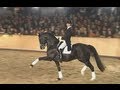 8 years old Totilas & Edward Gal stallion show 2008