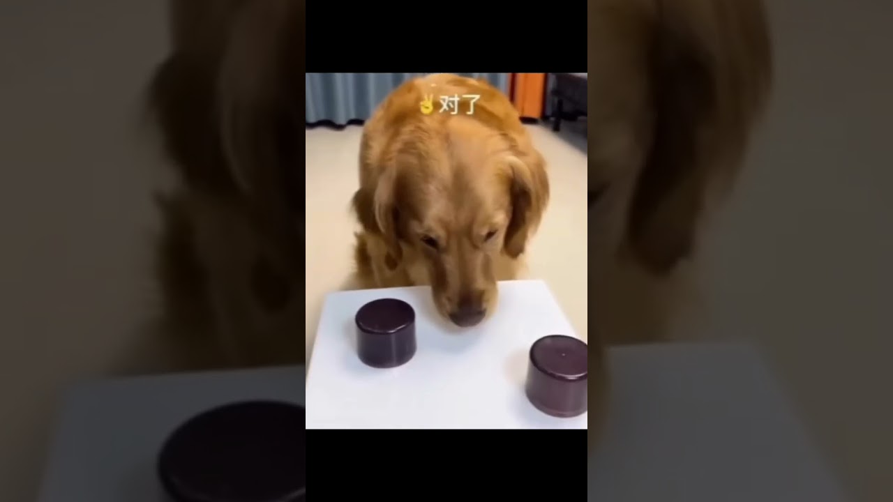 Dog Regrets his choice LOL