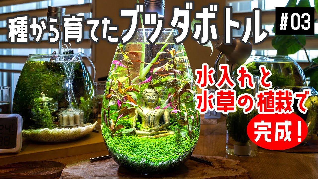 【ボトルアクアリウム 03】立ち上げ 12日目で水入れをして水草を植栽する回 & 朝の日課