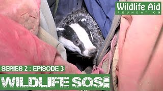 Wildlife SOS Online S2  Episode 3: The Fish Rescue!