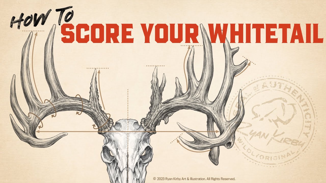 Scoring Your Trophy: typical whitetail deer