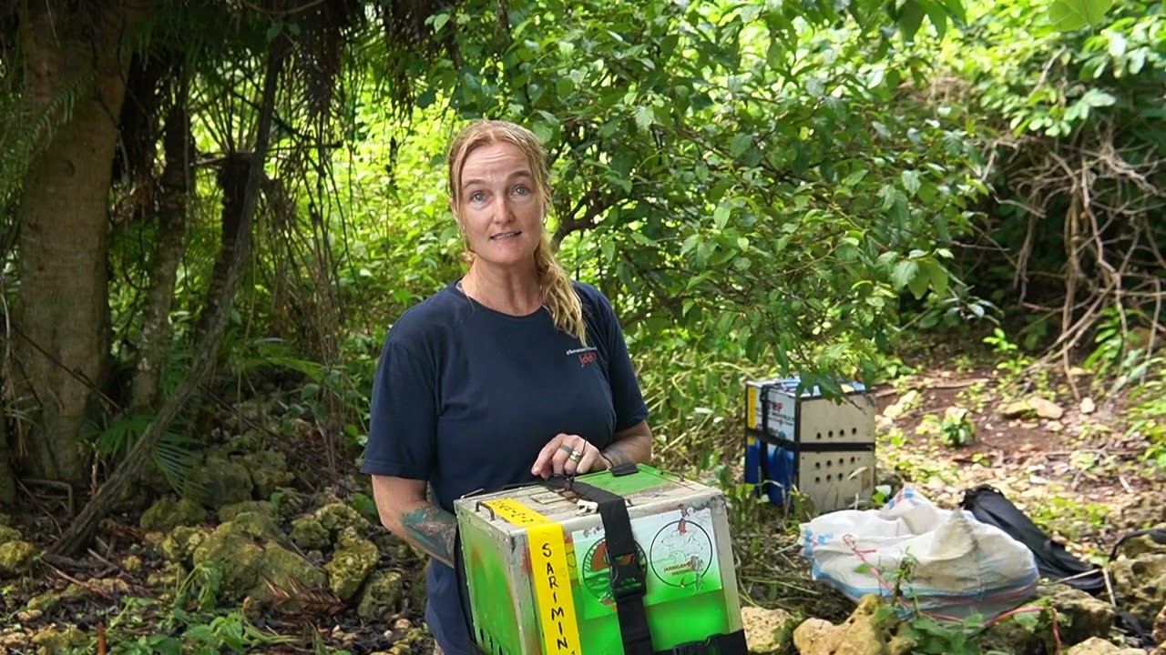 40 Ex-Dancing Monkeys Back to the Wild - Sarimin Pulang ke Hutan!