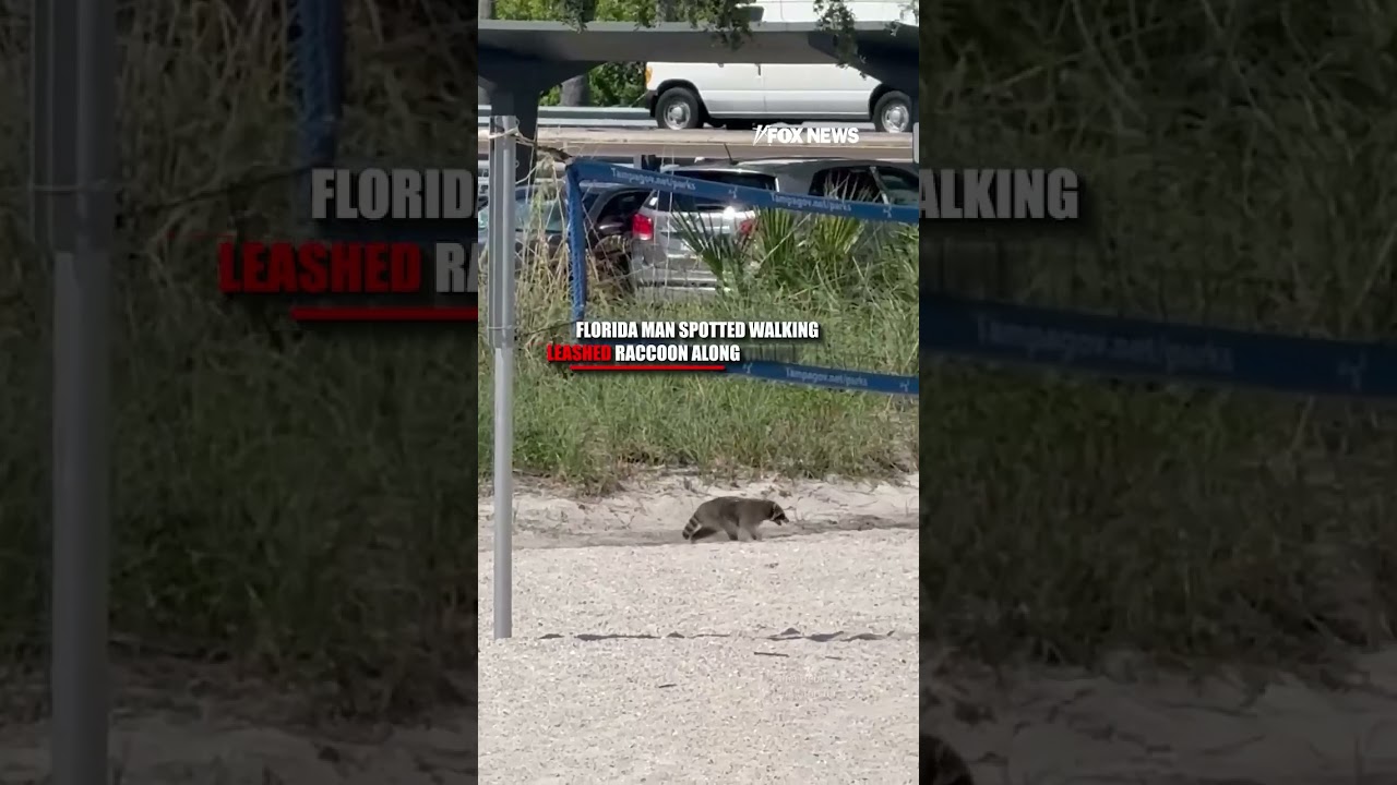 Florida man spotted walking leashed raccoon along Tampa beach #shorts