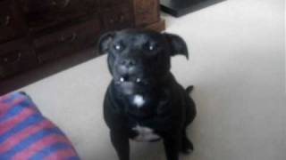 Staffie Asking For Her Bone