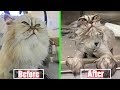 Hilarious Pictures Of Pets Before &amp; After Bath