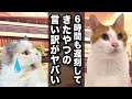 遅刻してきたやつの言い訳が無理ありすぎる件【コント】 【猫アニメ】