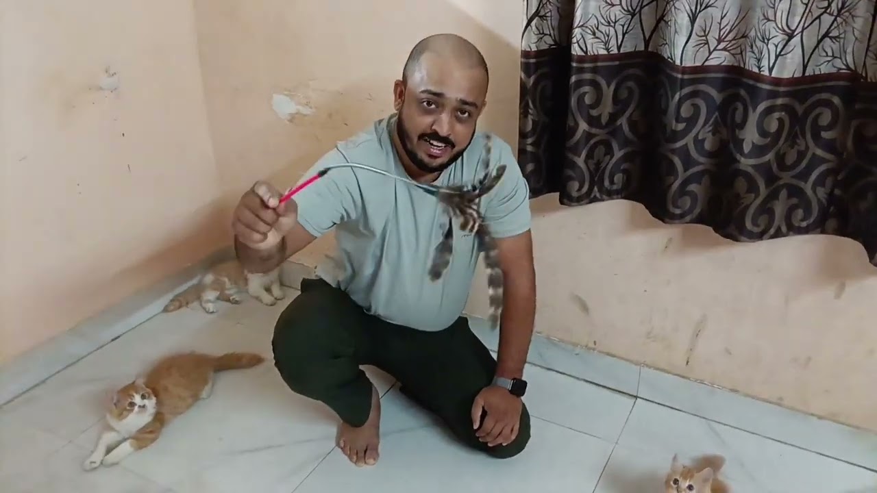 Biggest cat seller in india