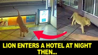 Lion Checks In Into a Hotel in the Night with many Guests Inside | India Junagadh