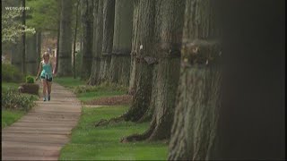 How to get your trees looking good for spring