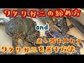 【一瞬で締める】ワタリガニの締め方と塩蒸し