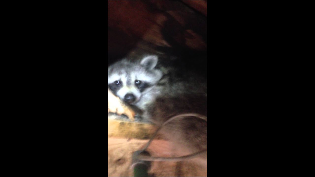 wildlife removal columbus ohio Angry Trapped Raccoon