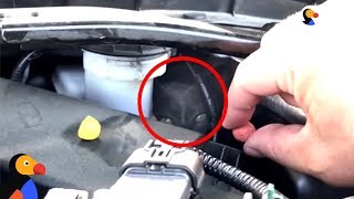 Couple Hears Cat Meowing From Their Engine During Road Trip | The Dodo