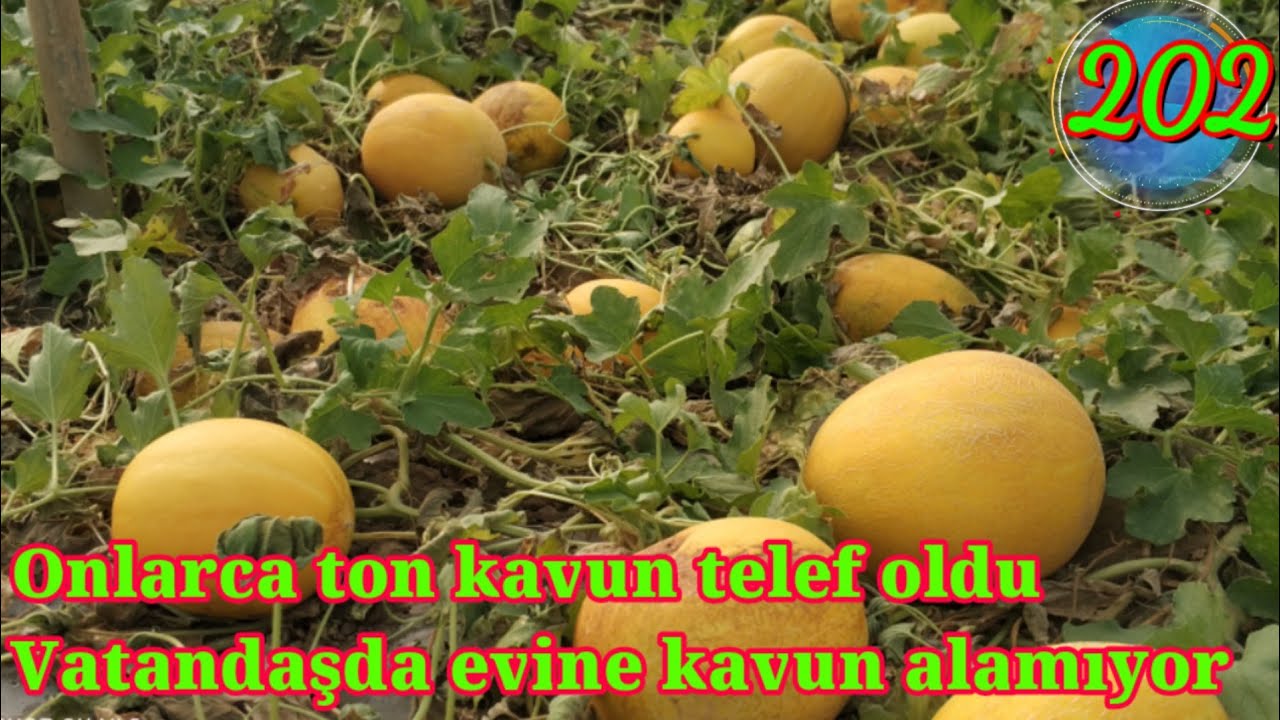 Onlarca ton kavun tarlada ucuzluktan telef olurken insanlar pahalılıktan evine kavun alamıyor 202