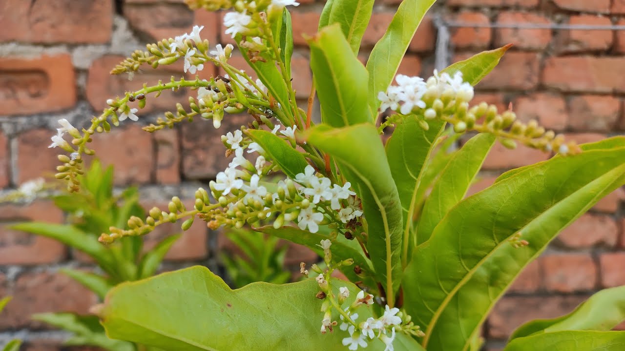Vrindavan Champa Mythological Rare N Medicinal Plant Vrindavan Champa Mythological Rare N Medicinal Plant