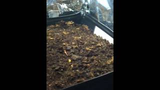 New Cannabis Grow Vlog 4 Week 1