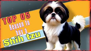 5 Reasons why you SHOULD get a SHIH TZU PUPPY IN HINDI  | #shihtzu #shihtzupuppies #shihtzupuppy by THE PET GUY 736 views 3 months ago 9 minutes, 42 seconds